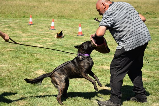 mick garner the dog trainer in kent training protection dog with a bite sleeve
