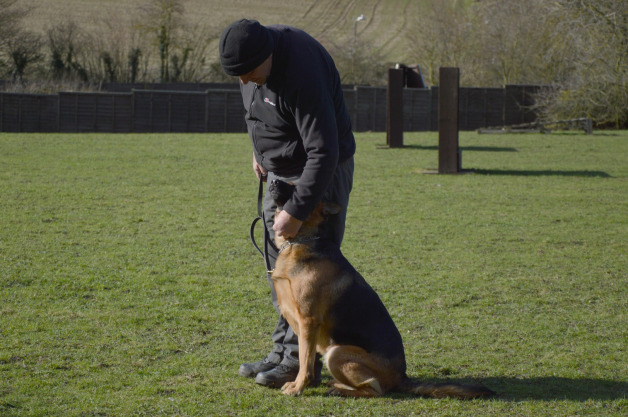 a man training a German shepherd dog in a field